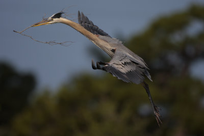 Great blue heron dad