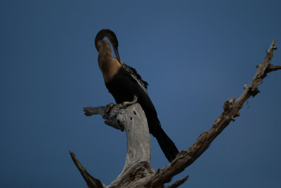 Anhinga
