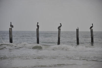 At Estero Bay