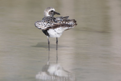 Black-bellied plover