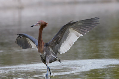Reddish egret with some white morph in his lineage