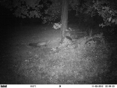 Fouine - Stone Marten