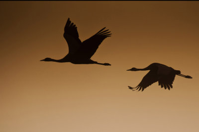 birds in Hahula lake during migration