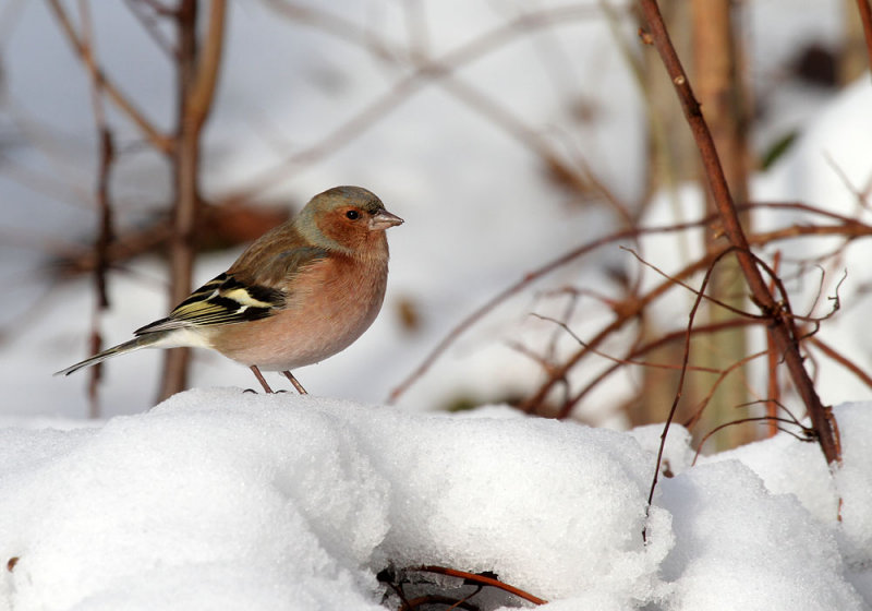 Buchfink / Chaffinch