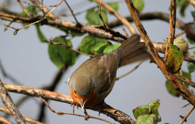 Rotkehlchen / Robin