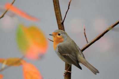 Rotkehlchen / Robin