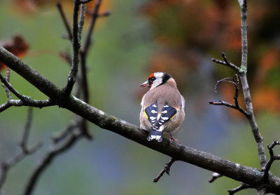 Distelfink / Goldfinch