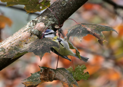 Blaumeise / Blue Tit