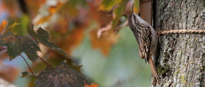 Baumlufer / Treecreeper