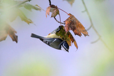 Blaumeise / Blue Tit