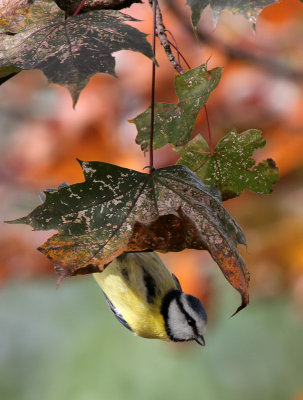 Blaumeise / Blue Tit