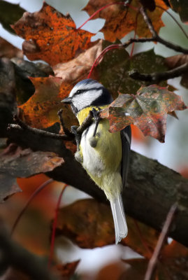 Blaumeise / Blue Tit