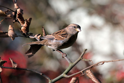 Haussperling/ House Sparrow