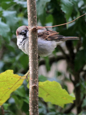 Haussperling/ House Sparrow