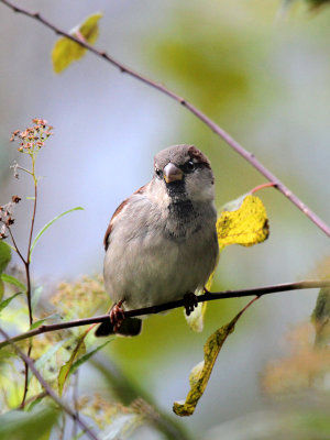 Haussperling/ House Sparrow