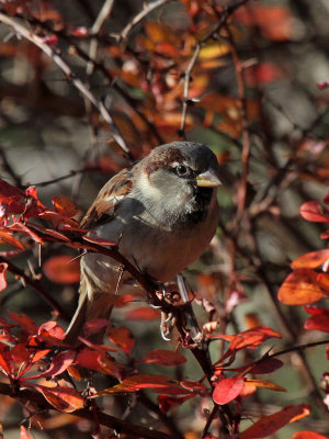 Haussperling/ House Sparrow