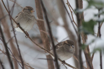 Haussperling / Sparrows