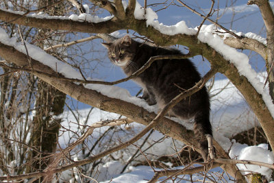 Cat on the Tree