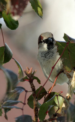 Haussperling / House Sparrow