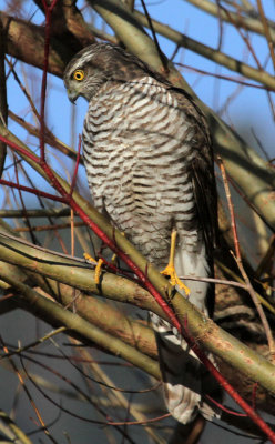 Sperber / Sparrow Hawk 