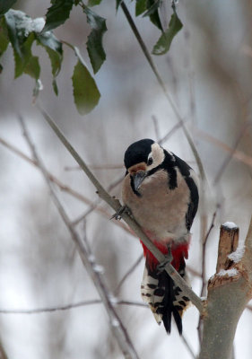 Buntspecht / Great Spotted Woodpecker 