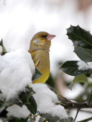 Grnfink / Greenfinch