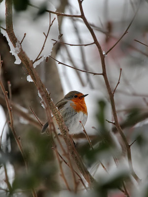 Rotkehlchen / Robin