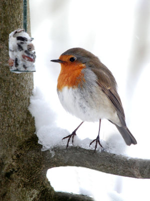 Rotkehlchen / Robin