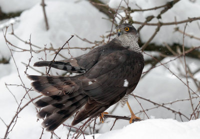 Sperber / Sparrow Hawk 