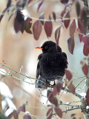 Amsel / Blackbird