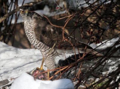 Sperber / Sparrow Hawk