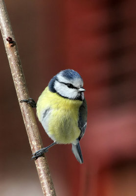 Blaumeise / Blue Tit