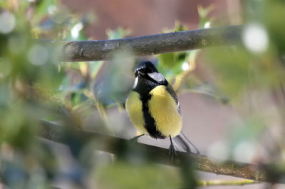 Kohlmeise / Great Tit