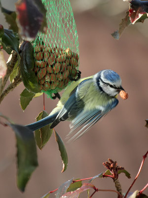 Blaumeise / Blue Tit