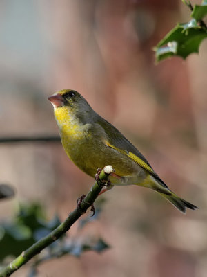 Grnfink / Greenfinch