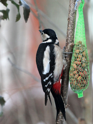 Buntspecht / Great Spotted Woodpecker 