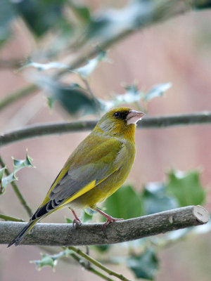 Grnfink / Greenfinch