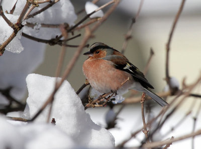 Buchfink / Chaffinch