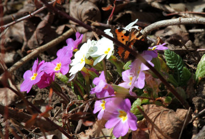 The first Butterfly (small tortoiseshell)