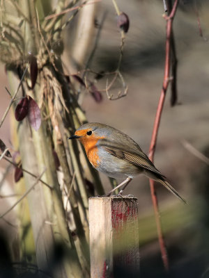 Rotkehlchen / Robin