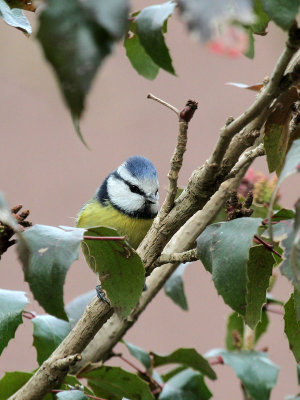 Blaumeise / Blue Tit