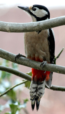 Buntspecht / Great Spotted Woodpecker 