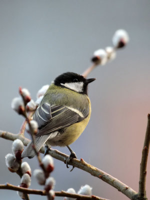 Kohlmeise / Great Tit