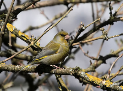 Grnfink / Greenfinch