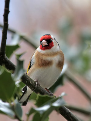 Distelfink / Goldfinch