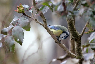 Blaumeise / Blue Tit