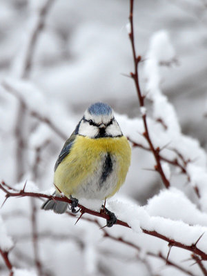 Blaumeise / Blue Tit