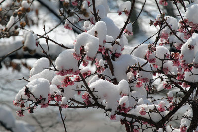 Duftschneeball / Viburnum farreri