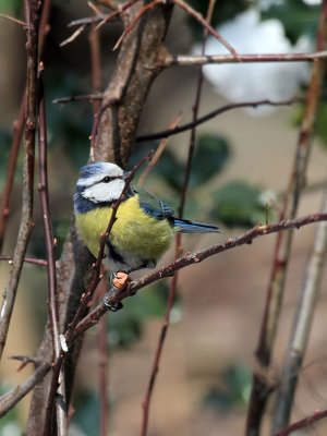 Blaumeise / Blue Tit