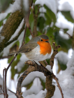 Rotkehlchen / Robin